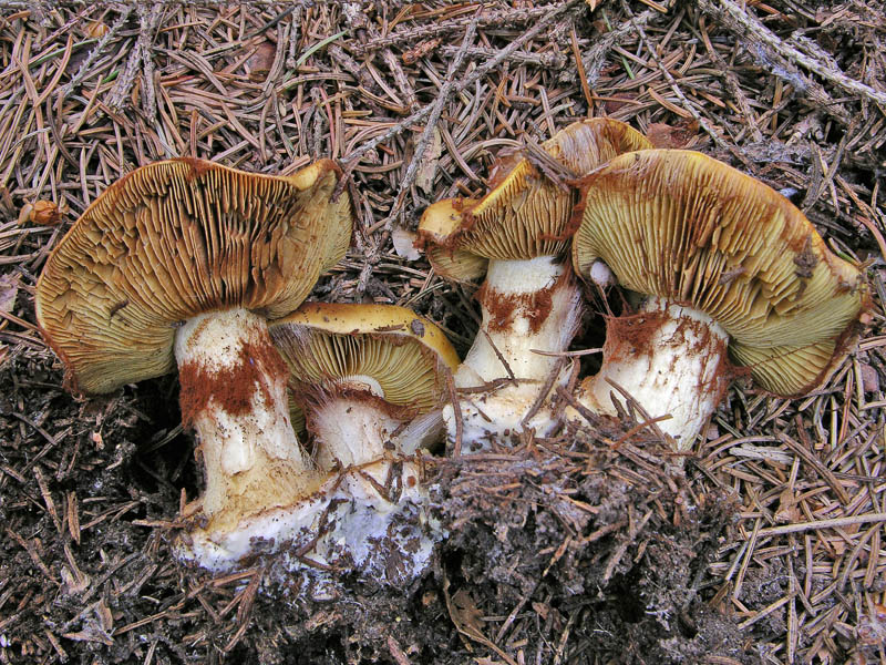 Cortinarius elegantior.